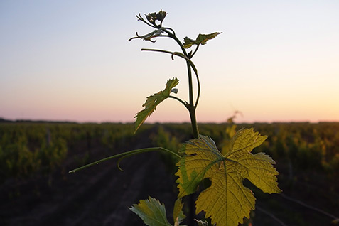 Vineyard / Angostura Casa Amada Wines