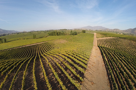 Vineyard / Los Lingues Casa Amada Wines