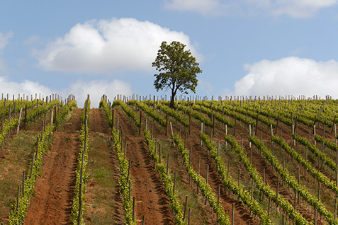 Vineyard / Paredones Casa Amada Wines